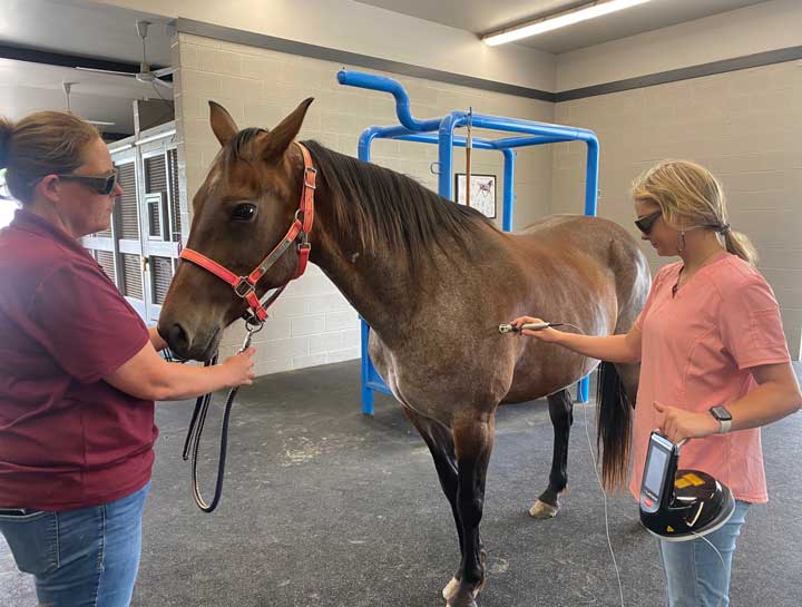 Laser Therapy for Horses