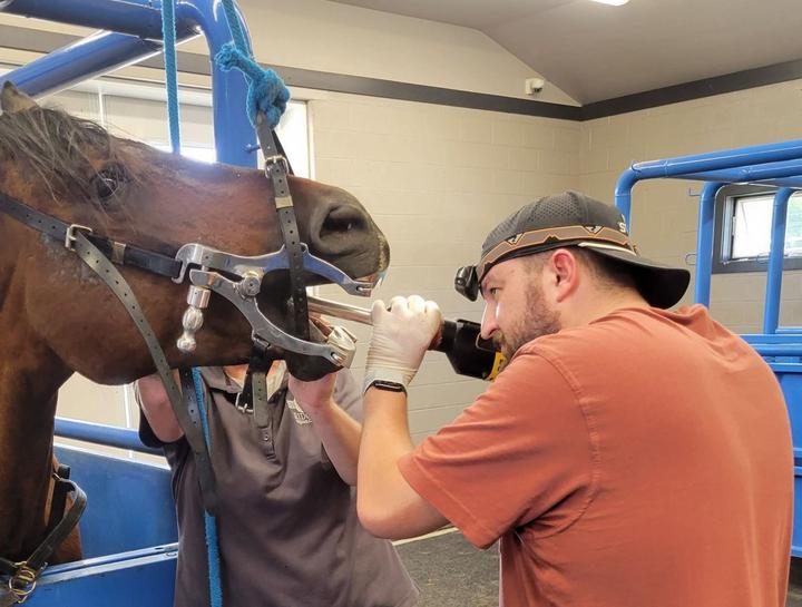 $city equine dentistry