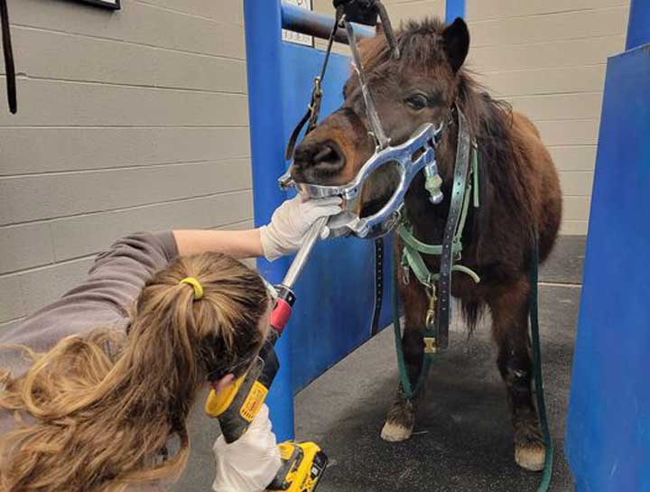 $city equine dentistry