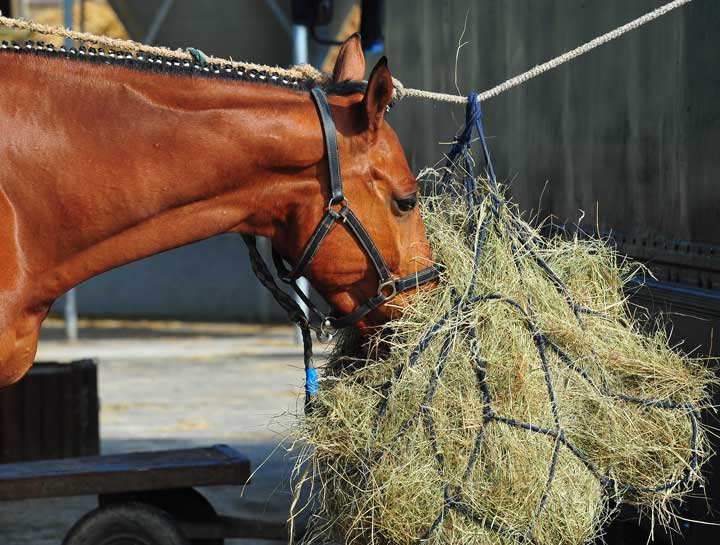 $City Equine Nutritionists